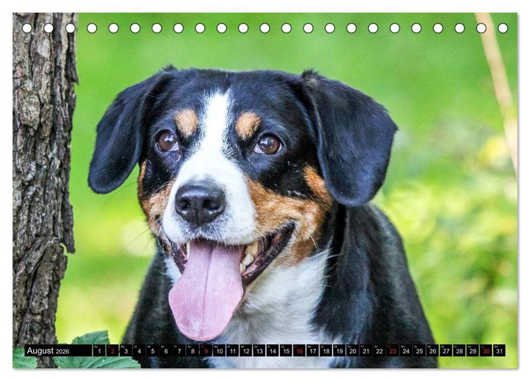 Produktbild: Entlebucher Sennenhund - treue Freunde (Tischkalender 2026 DIN A5 quer), CALVENDO Monatskalender