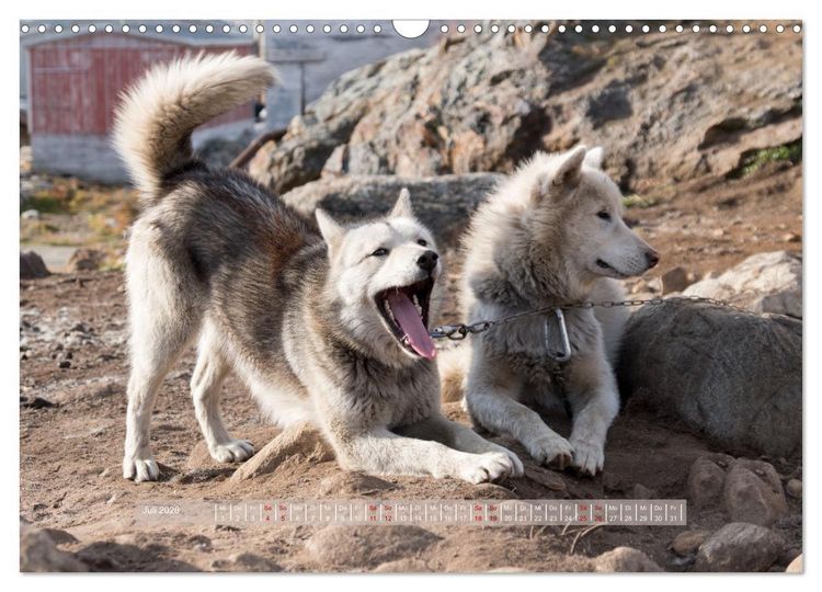 Produktbild: Tasiilaq - Ein kurzer Sommer in Ostgr&ouml;nland (Wandkalender 2026 DIN A3 quer), CALVENDO Monatskalender