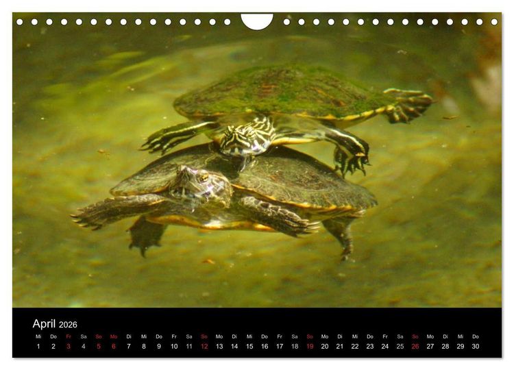 Produktbild: Das Leben der Schildkr&ouml;ten (Wandkalender 2026 DIN A4 quer), CALVENDO Monatskalender