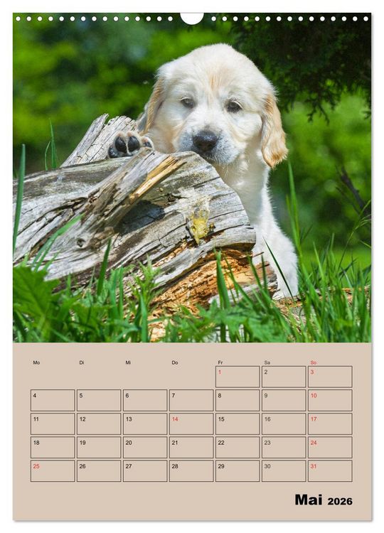 Produktbild: Jahresplaner Golden Retriever Welpen (Wandkalender 2026 DIN A3 hoch), CALVENDO Monatskalender