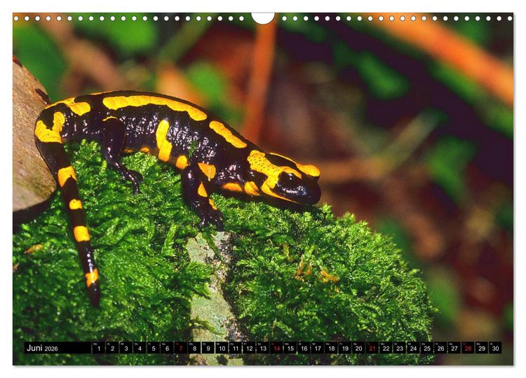Produktbild: Im Revier der Salamander (Wandkalender 2026 DIN A3 quer), CALVENDO Monatskalender