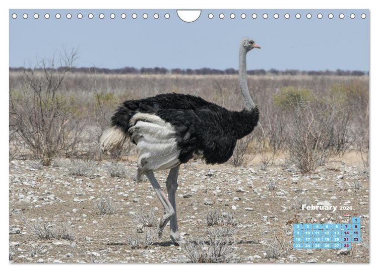 Produktbild: Birds of the Southern African Wild (Wall Calendar 2026 DIN A4 landscape), CALVENDO 12 Month Wall Calendar
