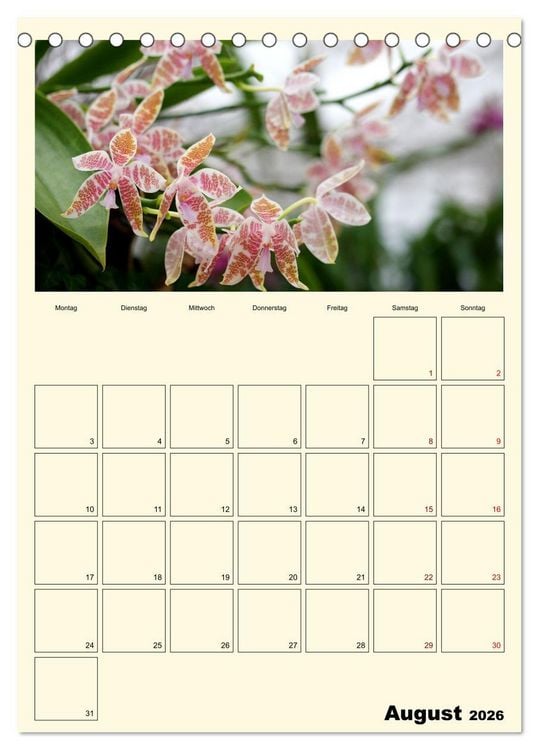 Produktbild: Orchideentr&auml;ume (Tischkalender 2026 DIN A5 hoch), CALVENDO Monatskalender