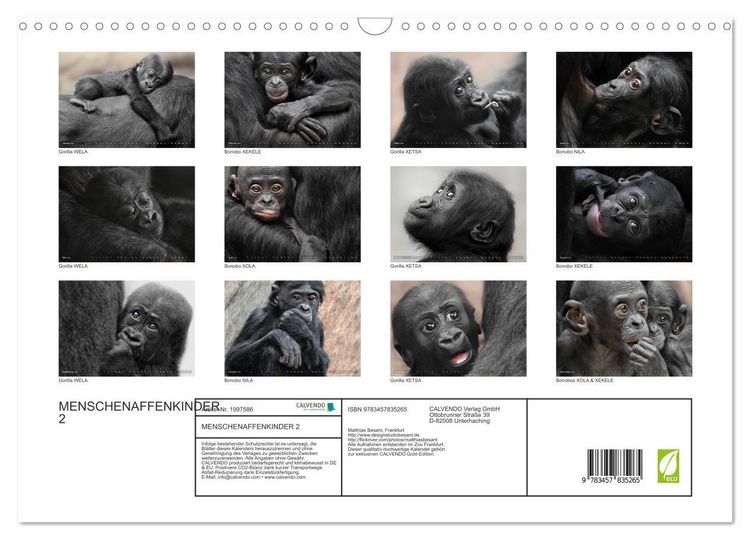 Produktbild: MENSCHENAFFENKINDER 2 (Wandkalender 2026 DIN A3 quer), CALVENDO Monatskalender