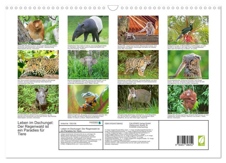 Produktbild: Leben im Dschungel: Der Regenwald ist ein Paradies f&uuml;r Tiere (Wandkalender 2026 DIN A3 quer), CALVENDO Monatskalender