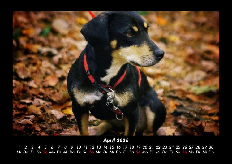 Produktbild: Hunde 2026 Fotokalender DIN A3