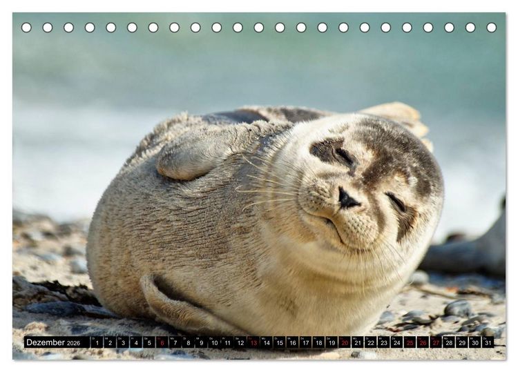 Produktbild: Robben an der Nordsee (Tischkalender 2026 DIN A5 quer), CALVENDO Monatskalender