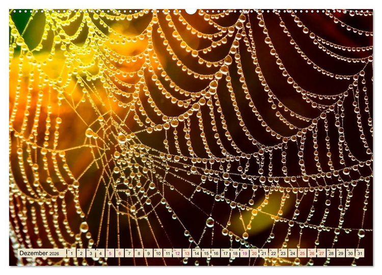 Produktbild: Spinnennetze - Wunder der Natur (Wandkalender 2026 DIN A2 quer), CALVENDO Monatskalender