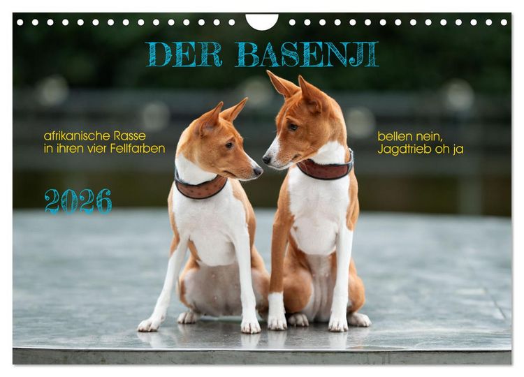 Produktbild: Der Basenji (Wandkalender 2026 DIN A4 quer), CALVENDO Monatskalender