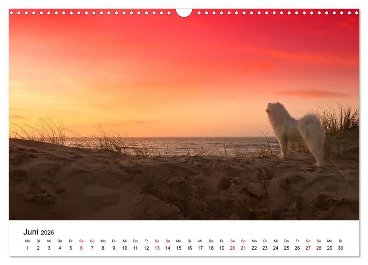 Produktbild: Ein Samojede am Meer (Wandkalender 2026 DIN A3 quer), CALVENDO Monatskalender