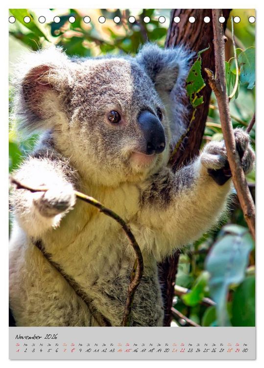 Produktbild: Koala, kleiner B&auml;r (Tischkalender 2026 DIN A5 hoch), CALVENDO Monatskalender