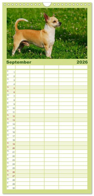 Produktbild: Familienplaner 2026 - Chihuahua - Kleine Hunde ganz gro&szlig; mit 5 Spalten (Wandkalender, 21 x 45 cm) CALVENDO