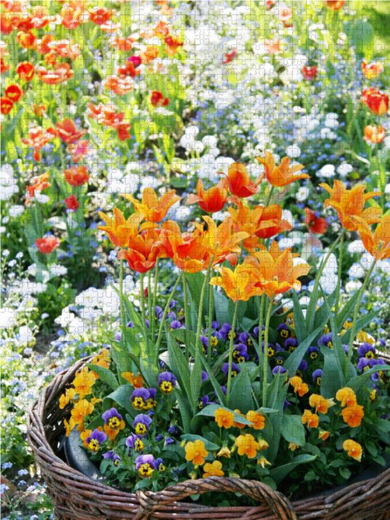 Produktbild: CALVENDO Puzzle Orange Tulpen im Weidenkorb umgeben von Hornveilchen | 2000 Teile Lege-Gr&ouml;&szlig;e 90x67cm Foto-Puzzle f&uuml;r gl&uuml;ckliche Stunden