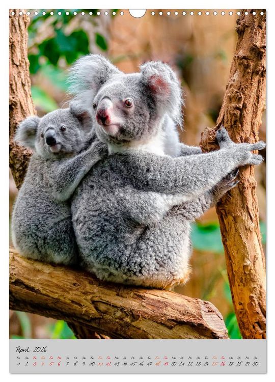 Produktbild: Koala, kleiner B&auml;r (Wandkalender 2026 DIN A3 hoch), CALVENDO Monatskalender