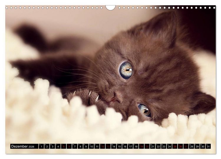 Produktbild: Niedliche BKH Katzenkinder (Wandkalender 2026 DIN A3 quer), CALVENDO Monatskalender