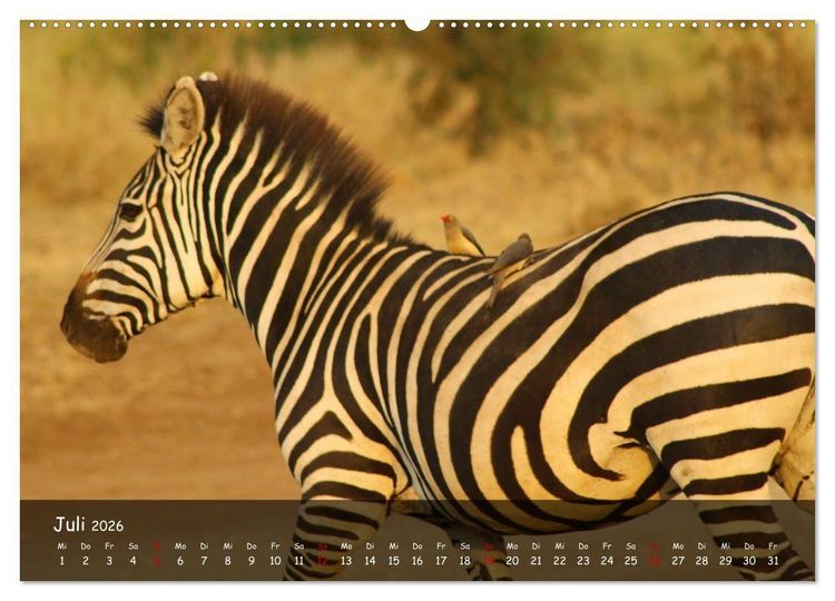 Produktbild: Wildes Ostafrika - Tansania und Kenia hautnah (Wandkalender 2026 DIN A2 quer), CALVENDO Monatskalender