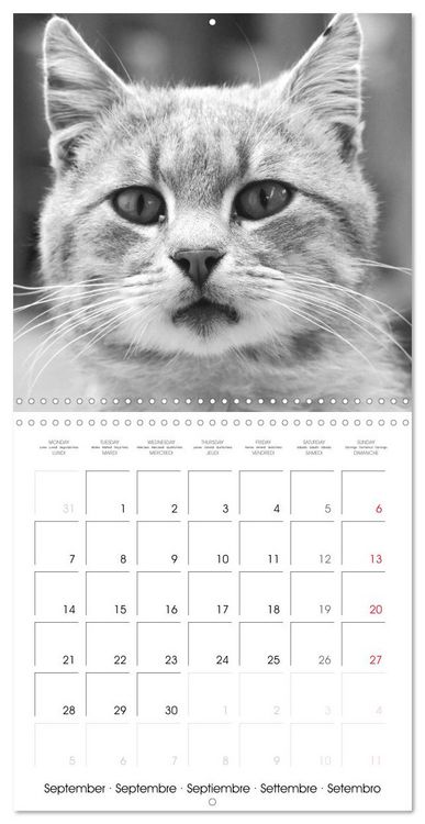 Produktbild: Black and white cat whispers (Wall Calendar 2026 12 &times; 12 Inch) CALVENDO 12 Month Wall Calendar
