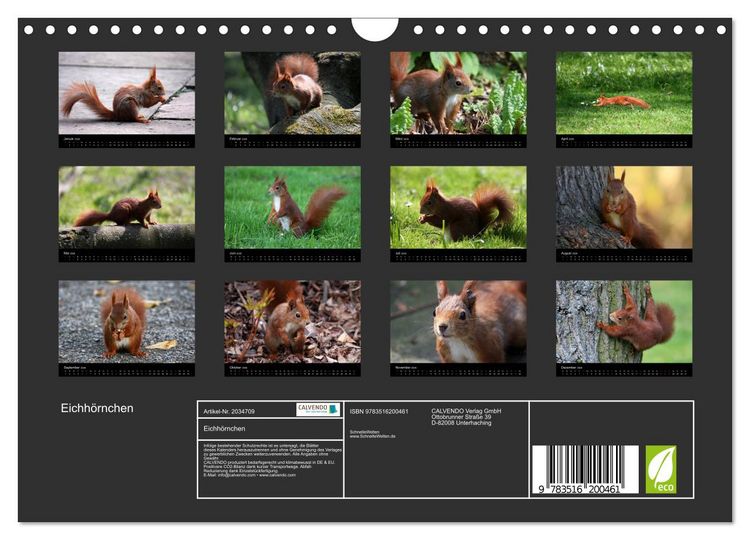 Produktbild: Eichh&ouml;rnchen (Wandkalender 2026 DIN A4 quer), CALVENDO Monatskalender