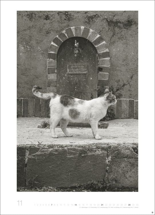 Produktbild: Cats Edition Kalender 2027