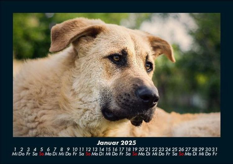 Produktbild: Hundezauber 2025 Fotokalender DIN A5