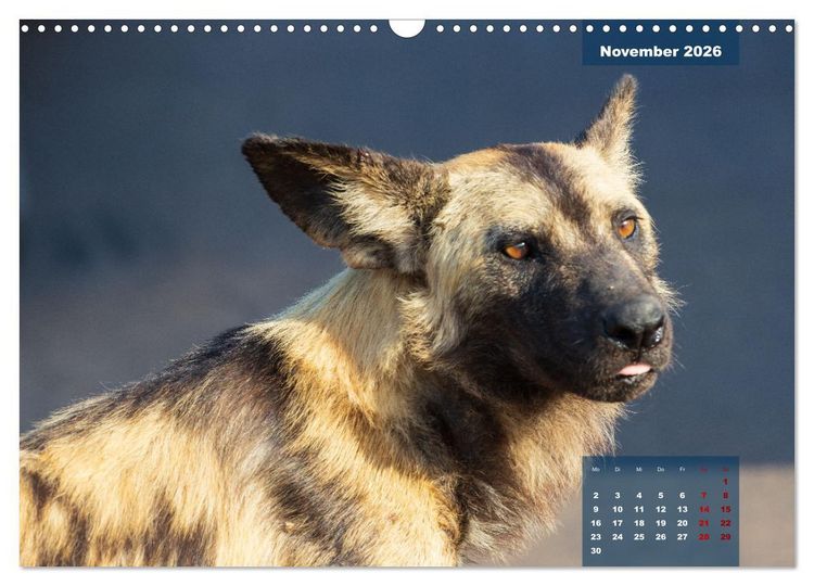 Produktbild: Auf Safari im Kruger National Park (Wandkalender 2026 DIN A3 quer), CALVENDO Monatskalender