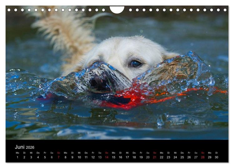 Produktbild: Golden Retriever - Ein Herz auf 4 Pfoten (Wandkalender 2026 DIN A4 quer), CALVENDO Monatskalender