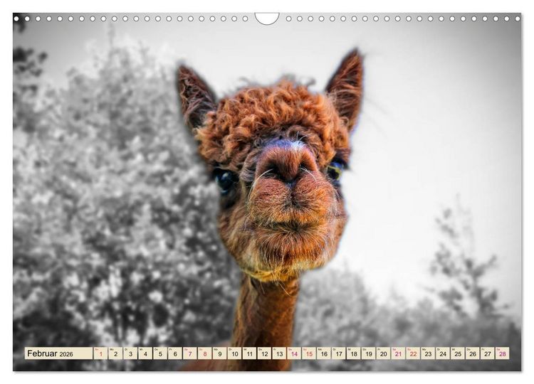 Produktbild: Alpaka Gesichter (Wandkalender 2026 DIN A3 quer), CALVENDO Monatskalender