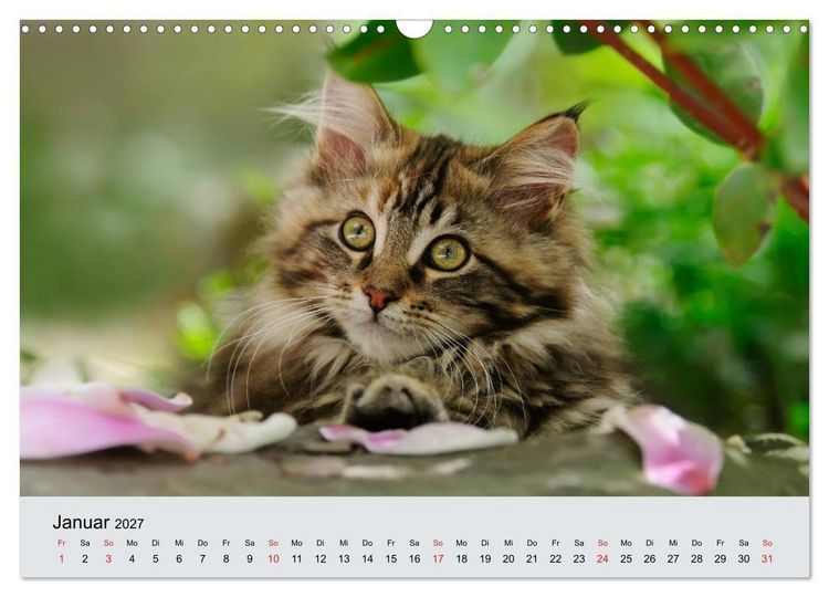 Produktbild: Katzen im Garten (Wandkalender 2027 DIN A3 quer), CALVENDO Monatskalender