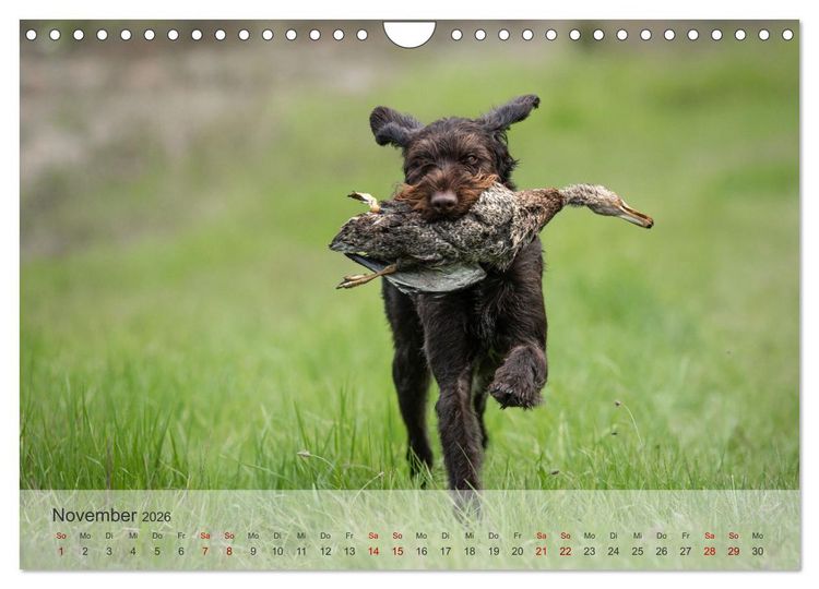 Produktbild: Treue Jagdgef&auml;hrten - Der Deutsch Drahthaar (Wandkalender 2026 DIN A4 quer), CALVENDO Monatskalender