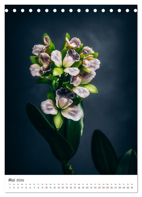 Produktbild: Orchideen Zauber (Tischkalender 2026 DIN A5 hoch), CALVENDO Monatskalender