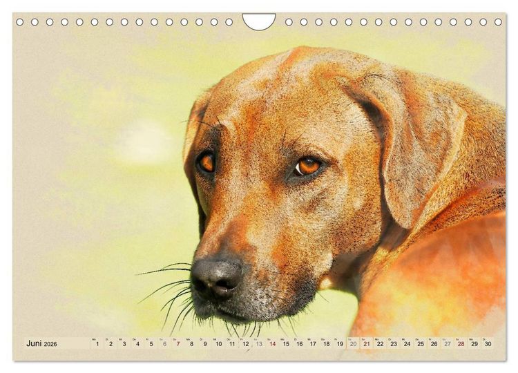 Produktbild: Rhodesian Ridgeback 2026 (Wandkalender 2026 DIN A4 quer), CALVENDO Monatskalender