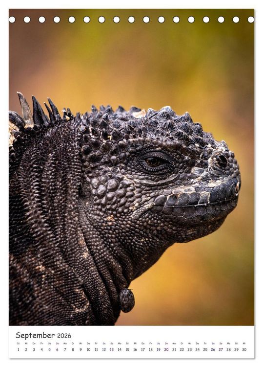 Produktbild: Wildlife - Die Tierwelt der Galapagos Inseln (Tischkalender 2026 DIN A5 hoch), CALVENDO Monatskalender