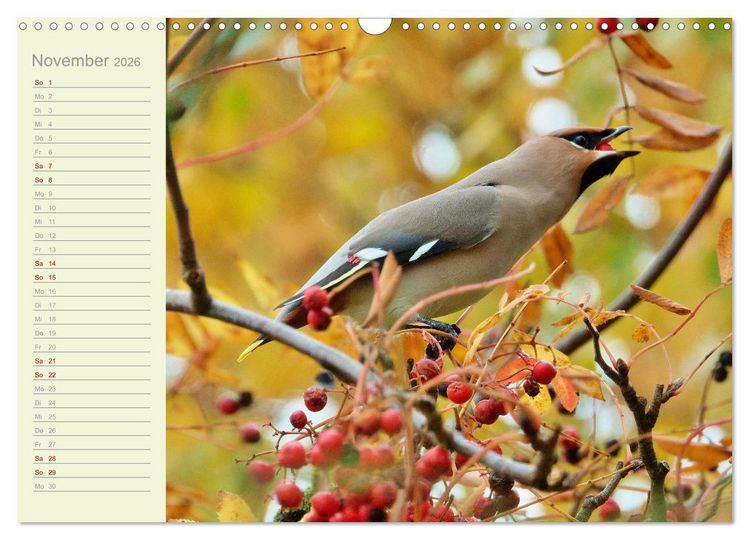 Produktbild: Wiedehopf und Co - von Ren&eacute; Schaack (Wandkalender 2026 DIN A3 quer), CALVENDO Monatskalender