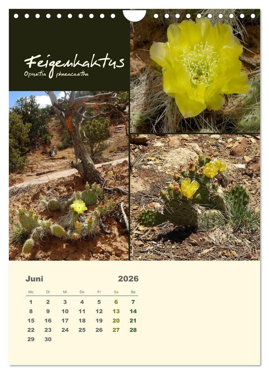 Produktbild: Kakteen der US-S&uuml;dweststaaten (Wandkalender 2026 DIN A4 hoch), CALVENDO Monatskalender