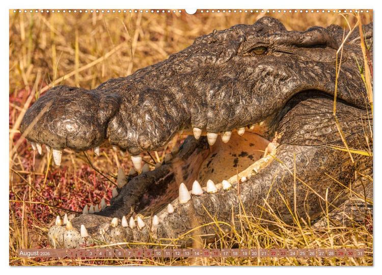 Produktbild: Chobe River - Eine spannende Flussfahrt in Botswana (Wandkalender 2026 DIN A2 quer), CALVENDO Monatskalender