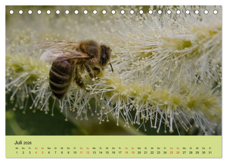 Produktbild: Bienen bei der Arbeit (Tischkalender 2026 DIN A5 quer), CALVENDO Monatskalender