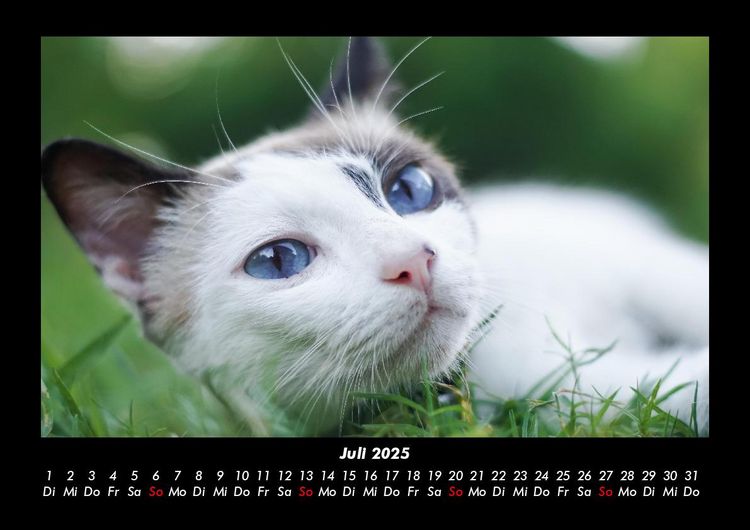 Produktbild: F&uuml;r Katzenfreunde 2025 Fotokalender DIN A3