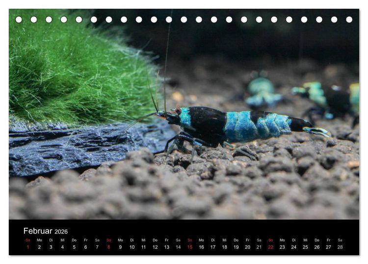 Produktbild: Zwerggarnelen - gepanzerte Juwelen im Aquarium (Tischkalender 2026 DIN A5 quer), CALVENDO Monatskalender