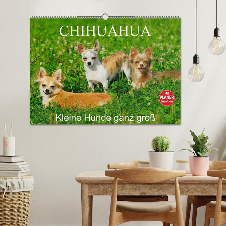 Produktbild: Chihuahua - Kleine Hunde ganz gro&szlig; (Wandkalender 2026 DIN A2 quer), CALVENDO Monatskalender