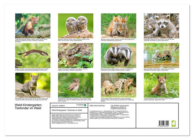 Produktbild: Wald-Kindergarten: Tierkinder im Wald (Wandkalender 2026 DIN A2 quer), CALVENDO Monatskalender