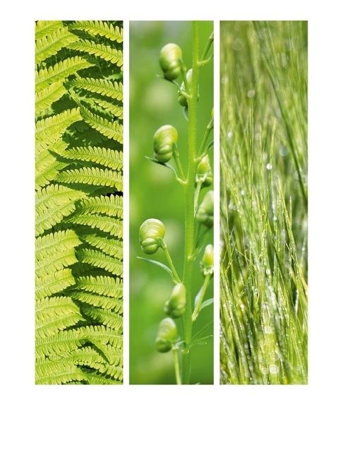 Produktbild: CALVENDO Puzzle Natural Trios - Gr&uuml;ne Bl&auml;tter | 1000 Teile Lege-Gr&ouml;&szlig;e 64x48cm Foto-Puzzle f&uuml;r gl&uuml;ckliche Stunden