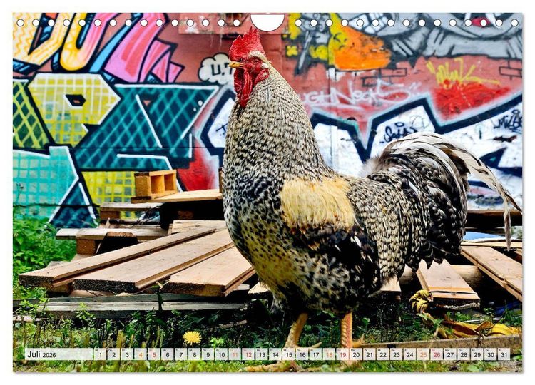 Produktbild: Stadth&uuml;hner (Wandkalender 2026 DIN A4 quer), CALVENDO Monatskalender