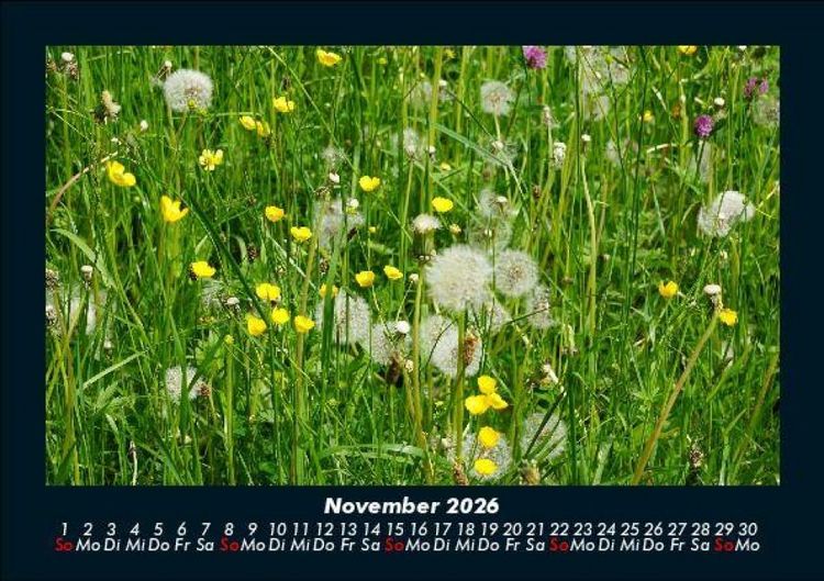 Produktbild: Blumenkalender 2026 Fotokalender DIN A5