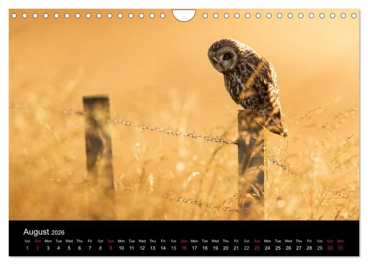 Produktbild: Scotland's Wildlife 2026 (Wall Calendar 2026 DIN A4 landscape), CALVENDO 12 Month Wall Calendar