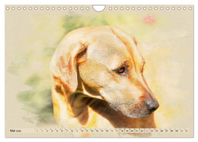 Produktbild: Rhodesian Ridgeback 2026 (Wandkalender 2026 DIN A4 quer), CALVENDO Monatskalender