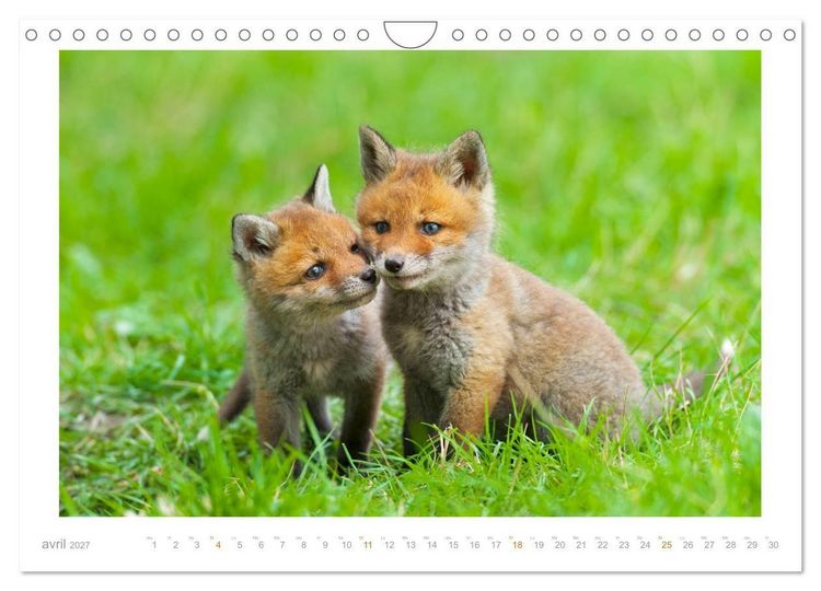 Produktbild: Un an avec le renard roux (Calendrier mural 2027 DIN A4 vertical), CALVENDO calendrier mensuel