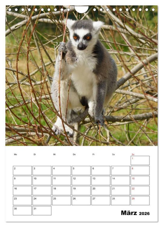 Produktbild: Katta Terminplaner (Wandkalender 2026 DIN A4 hoch), CALVENDO Monatskalender