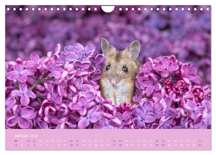 Produktbild: Eulen und M&auml;use (Wandkalender 2026 DIN A4 quer), CALVENDO Monatskalender