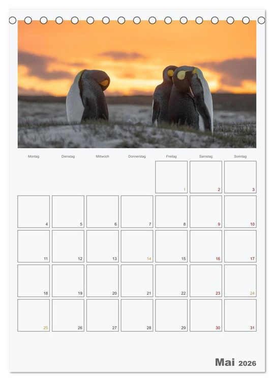 Produktbild: Alltag bei den Pinguinen auf Falkland (Tischkalender 2026 DIN A5 hoch), CALVENDO Monatskalender
