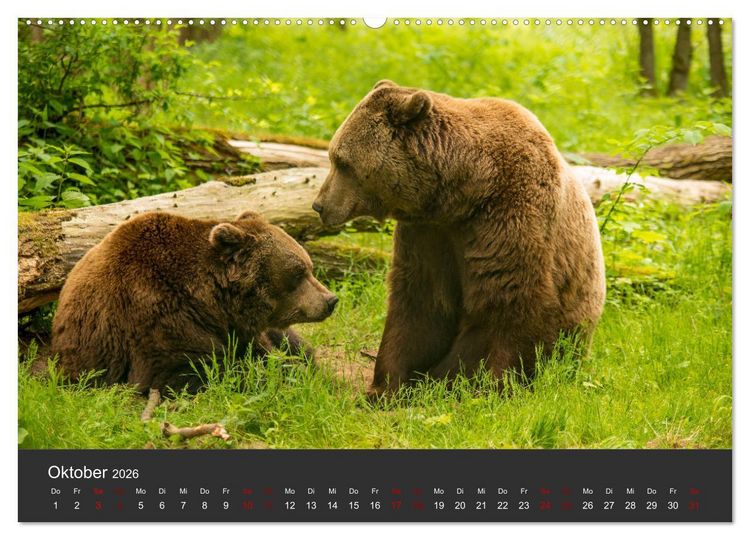 Produktbild: Die grossen B&auml;rentatzen (Wandkalender 2026 DIN A2 quer), CALVENDO Monatskalender